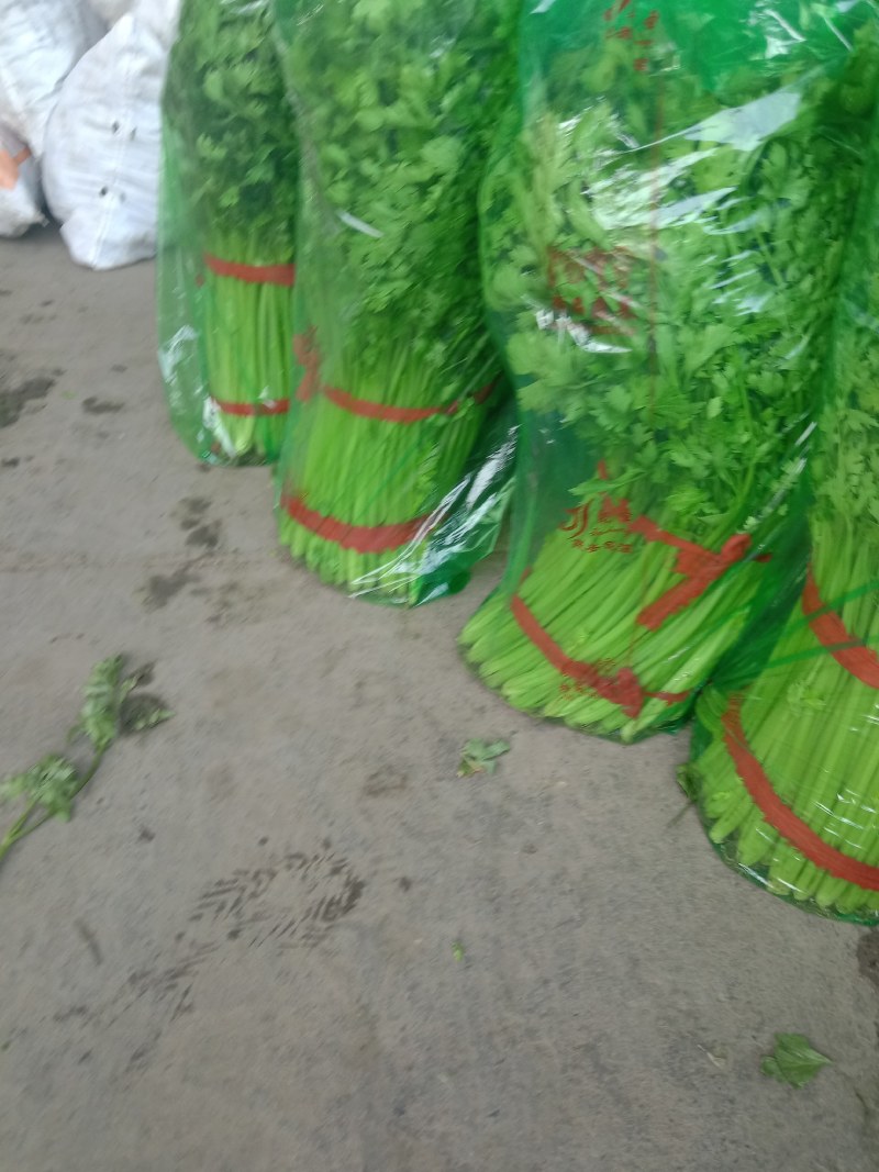 山东兰陵精品小香芹菜，大量有货，价格不高，保质保量，