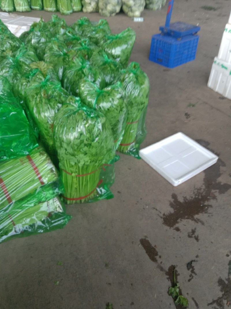 山东兰陵精品小香芹菜，大量有货，价格不高，保质保量，