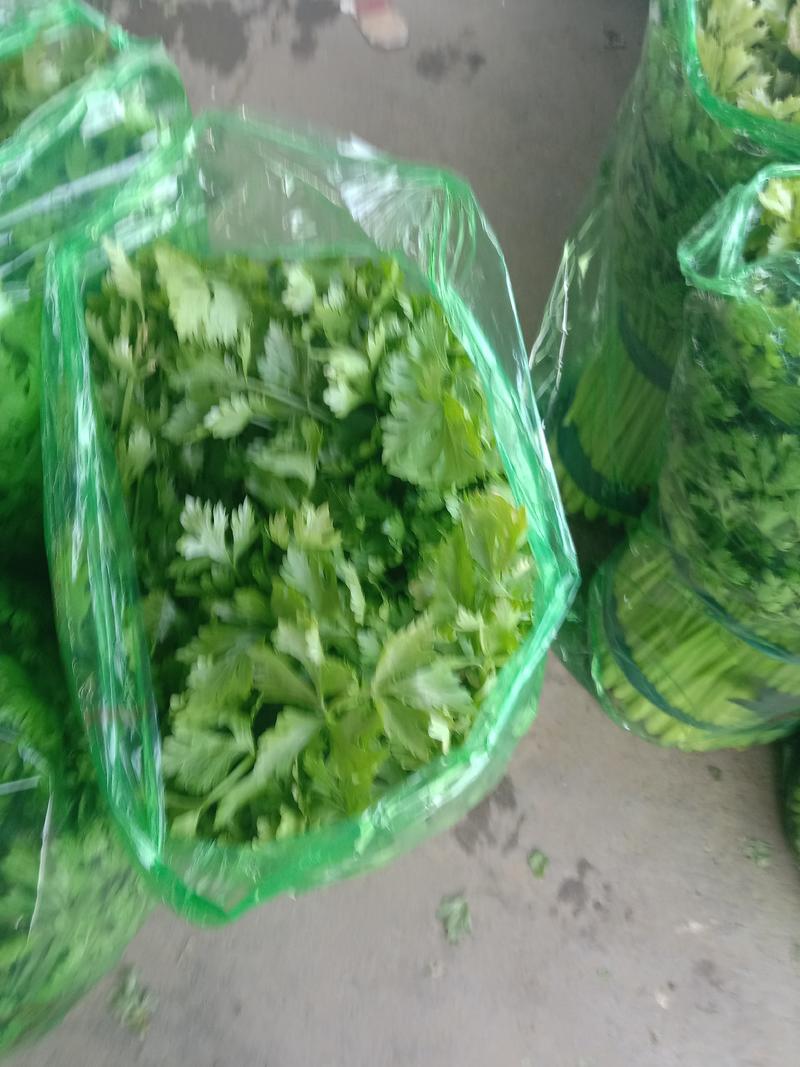 山东兰陵精品小香芹菜，大量有货，价格不高，保质保量，