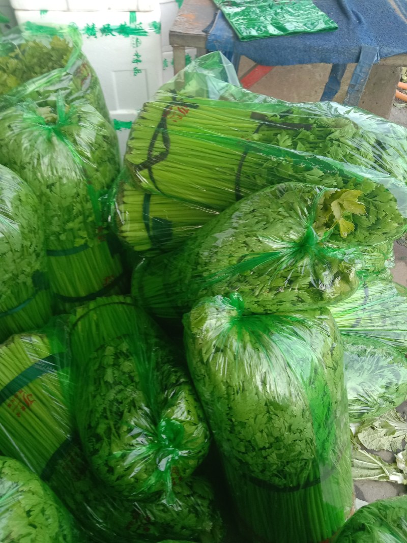 山东兰陵精品小香芹菜，大量有货，价格不高，保质保量，