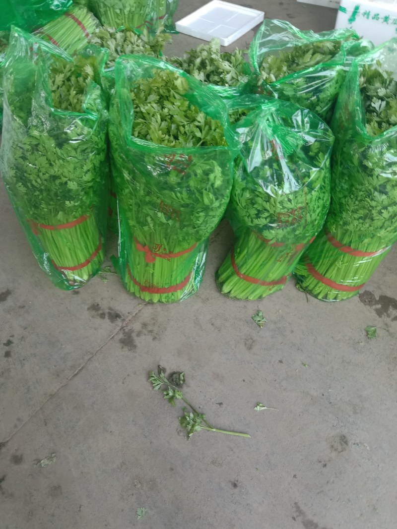 山东兰陵精品小香芹菜，大量有货，价格不高，保质保量，