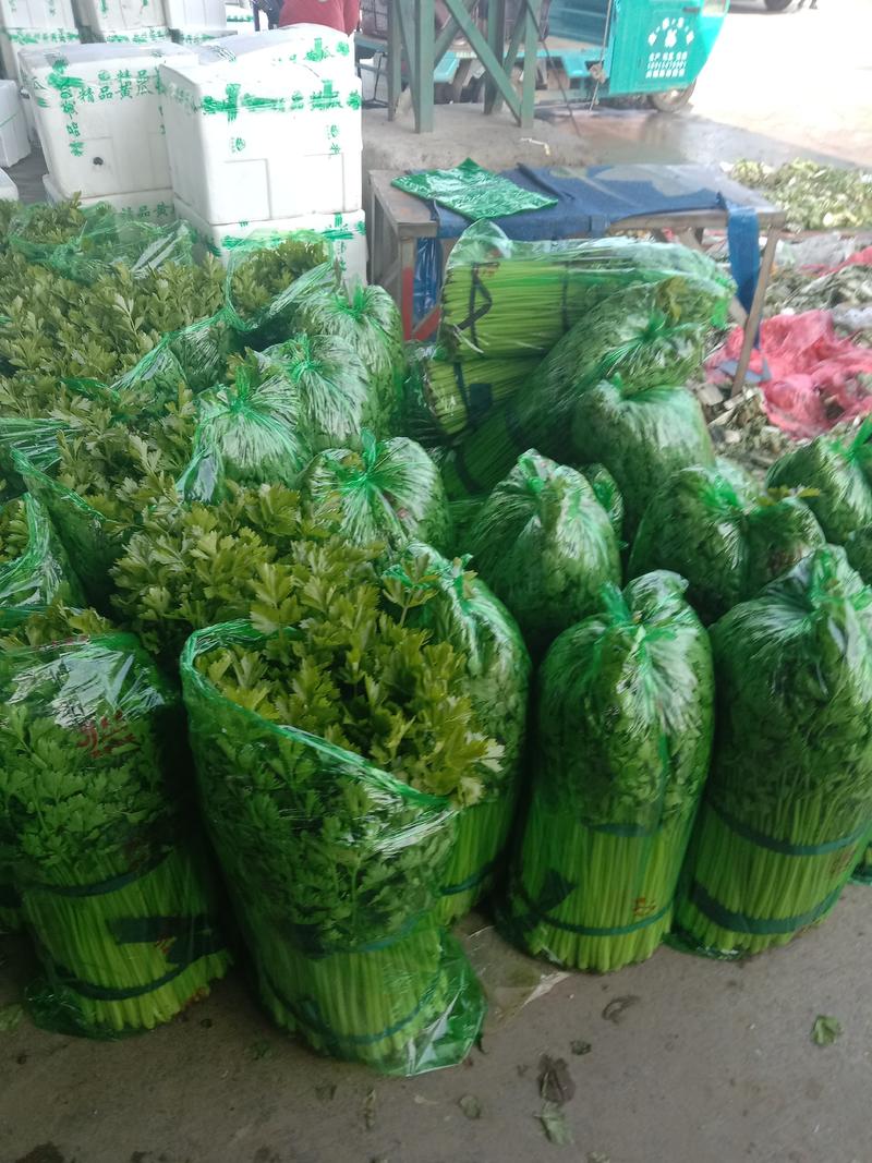 山东兰陵精品小香芹菜，大量有货，价格不高，保质保量，