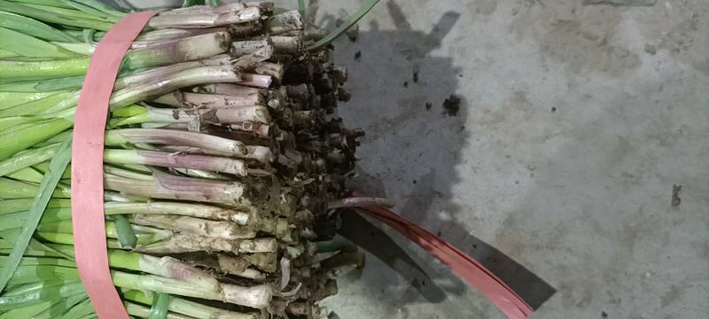 【韭菜】梁山红根韭菜大量上市量大质优价格优惠一手货源