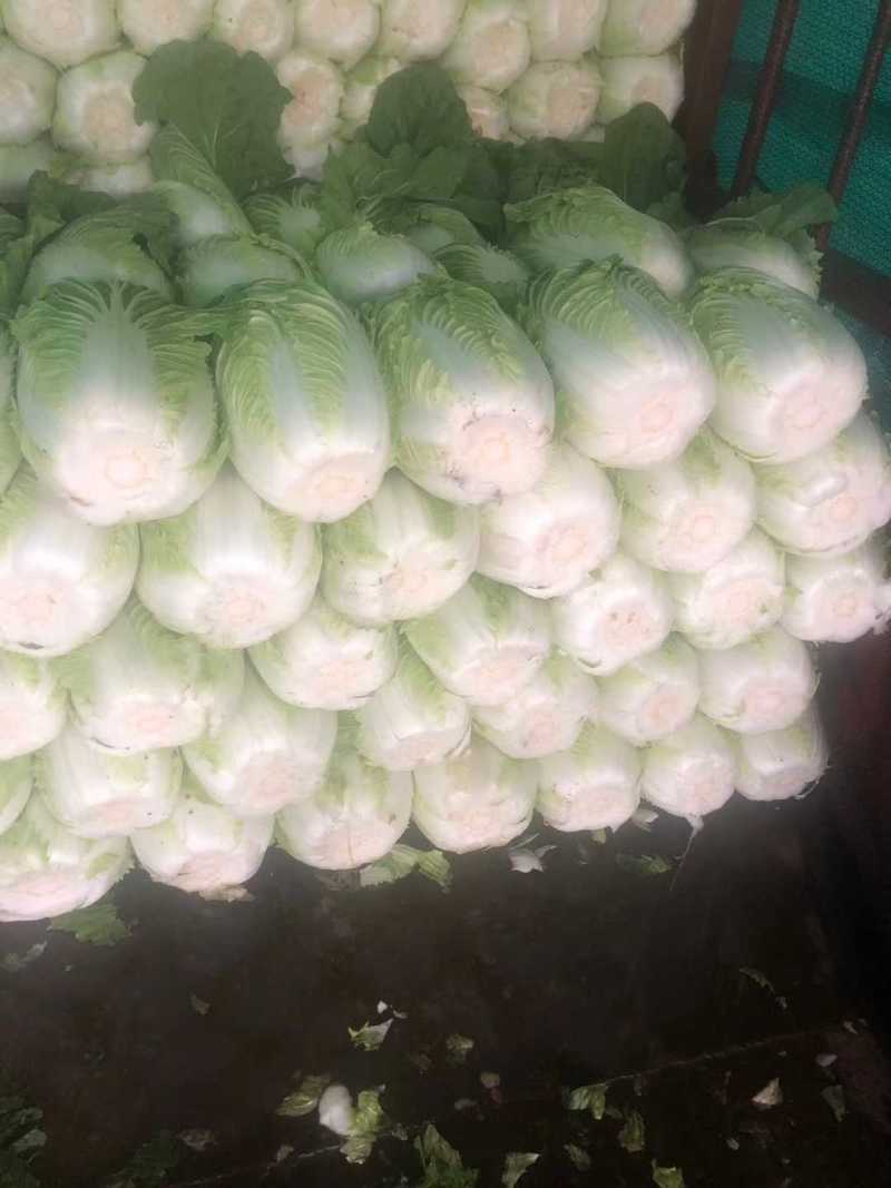 推荐潍坊青州精品白菜菊锦4~6斤净菜潍坊青州