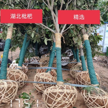 10-20的枇杷树杆直冠圆支持线上保障交易