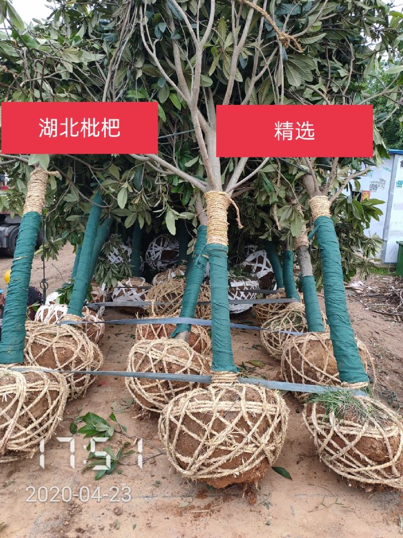 10-20的枇杷树杆直冠圆支持线上保障交易