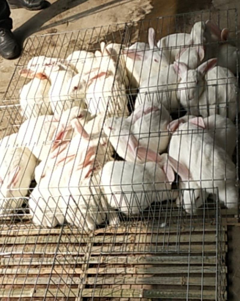 诚信商家货到付款肉兔公羊兔宠物兔长毛兔养殖笼饲料