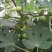无花果苗树苗波姬红水果苗木可盆栽地栽南北方种植当年结果