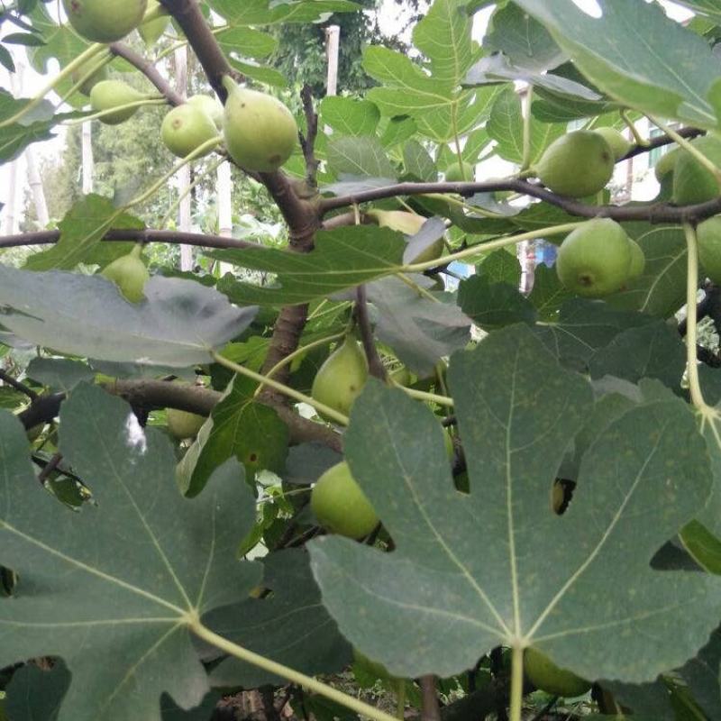 无花果苗树苗波姬红水果苗木可盆栽地栽南北方种植当年结果