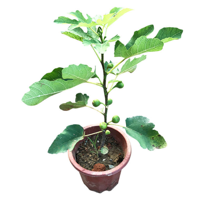 无花果苗树苗波姬红水果苗木可盆栽地栽南北方种植当年结果