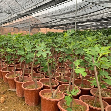 无花果苗树苗波姬红水果苗木可盆栽地栽南北方种植当年结果