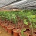 无花果苗树苗波姬红水果苗木可盆栽地栽南北方种植当年结果