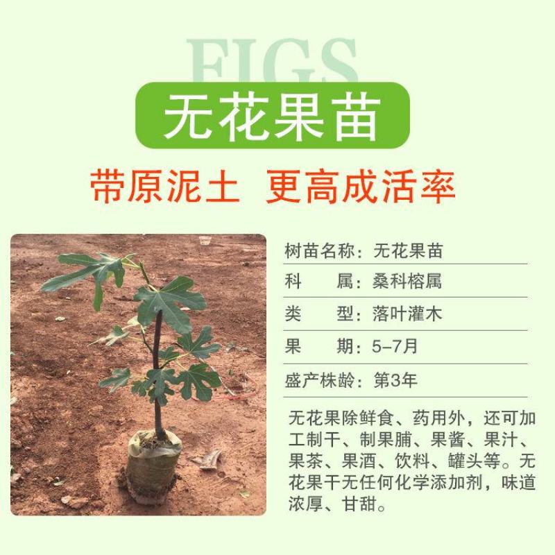 无花果苗树苗波姬红水果苗木可盆栽地栽南北方种植当年结果