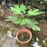 无花果苗树苗波姬红水果苗木可盆栽地栽南北方种植当年结果