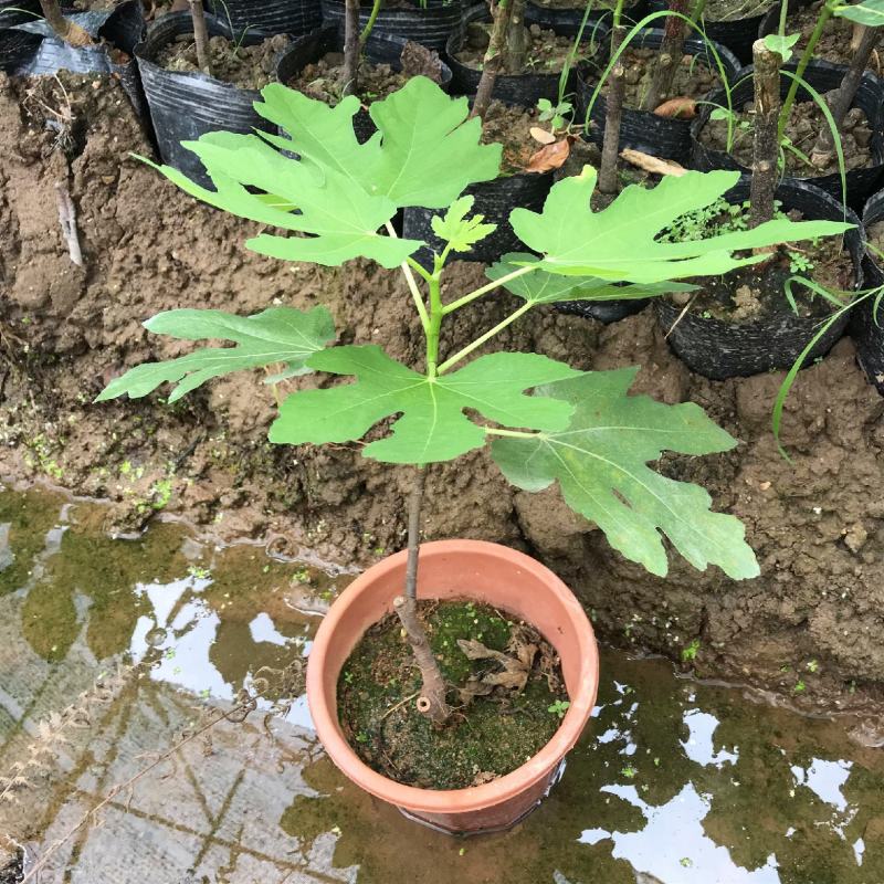 无花果苗树苗波姬红水果苗木可盆栽地栽南北方种植当年结果