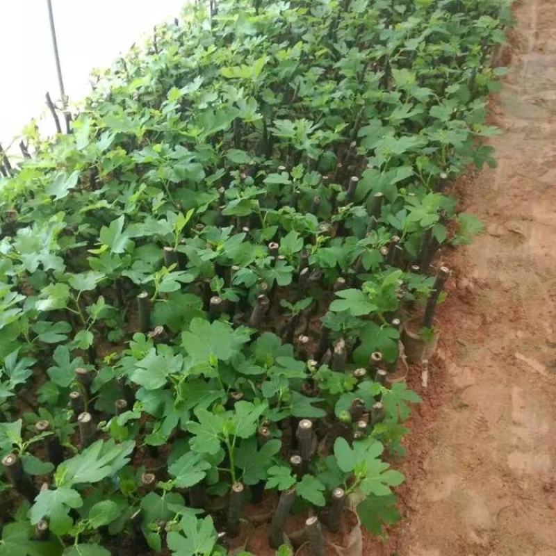 无花果苗树苗波姬红水果苗木可盆栽地栽南北方种植当年结果