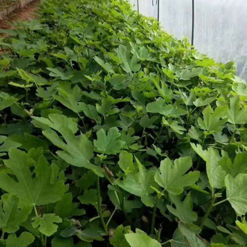 无花果苗树苗波姬红水果苗木可盆栽地栽南北方种植当年结果