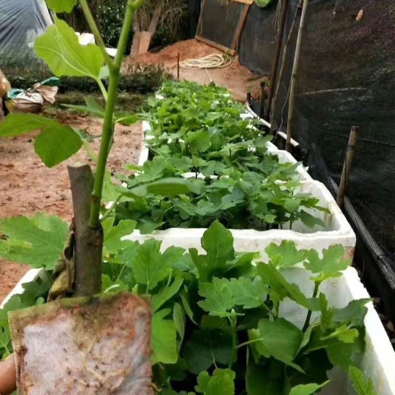 无花果苗树苗波姬红水果苗木可盆栽地栽南北方种植当年结果