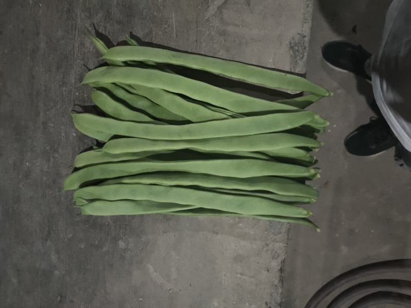 云南保山昌宁精品扁豆上市了！货源充足，质量上乘。优质产区