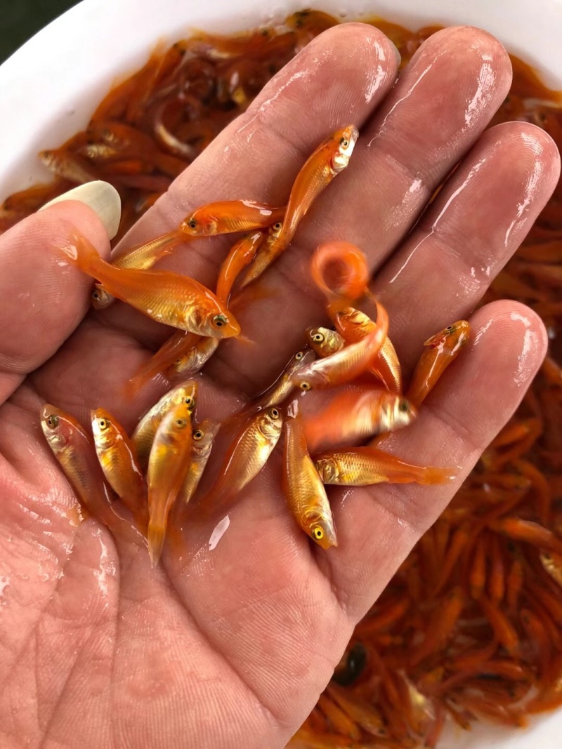 红鲤鱼苗广东优质兴国红鲤鱼红鲤鱼产地直供质量保