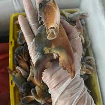 螃蟹脚（越南螃蟹腿，钳）
