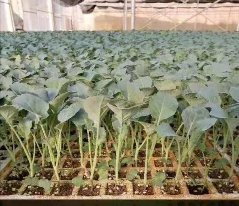 西兰花苗，青花苗，特级种苗，诚信生意，量大从优，欢迎采购