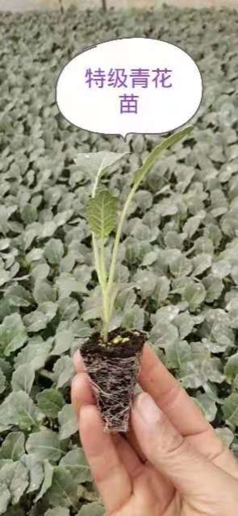 西兰花苗，青花苗，特级种苗，诚信生意，量大从优，欢迎采购