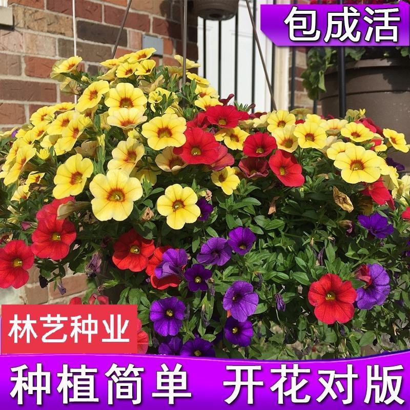 矮牵牛花种子进口重瓣泛美种子室内外阳台盆栽花卉庭院四季