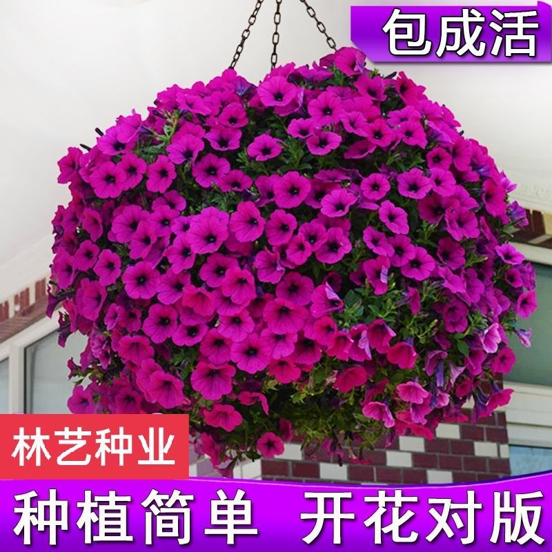矮牵牛花种子进口重瓣泛美种子室内外阳台盆栽花卉庭院四季