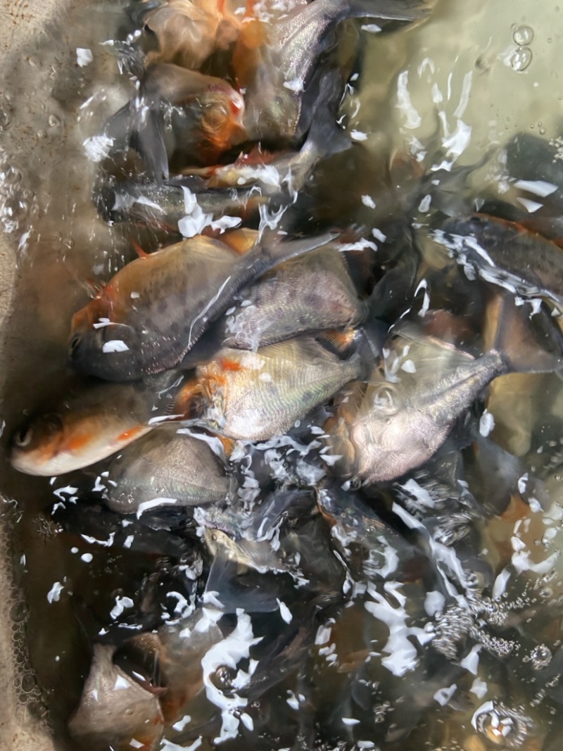 出售优质鲳鱼苗，价格实惠，品质保证。