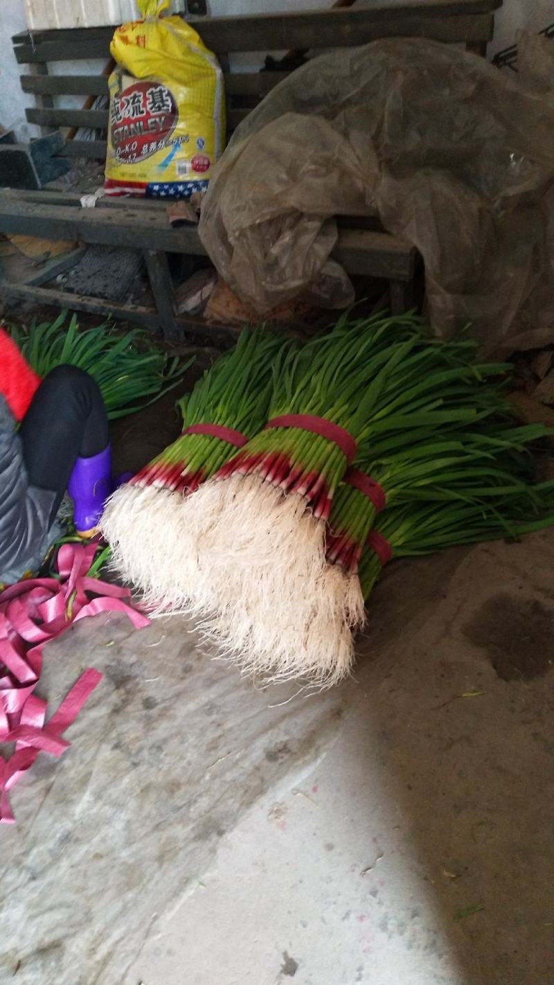 万亩高品质红根蒜苗基地