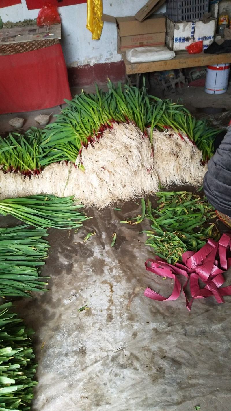 万亩高品质红根蒜苗基地