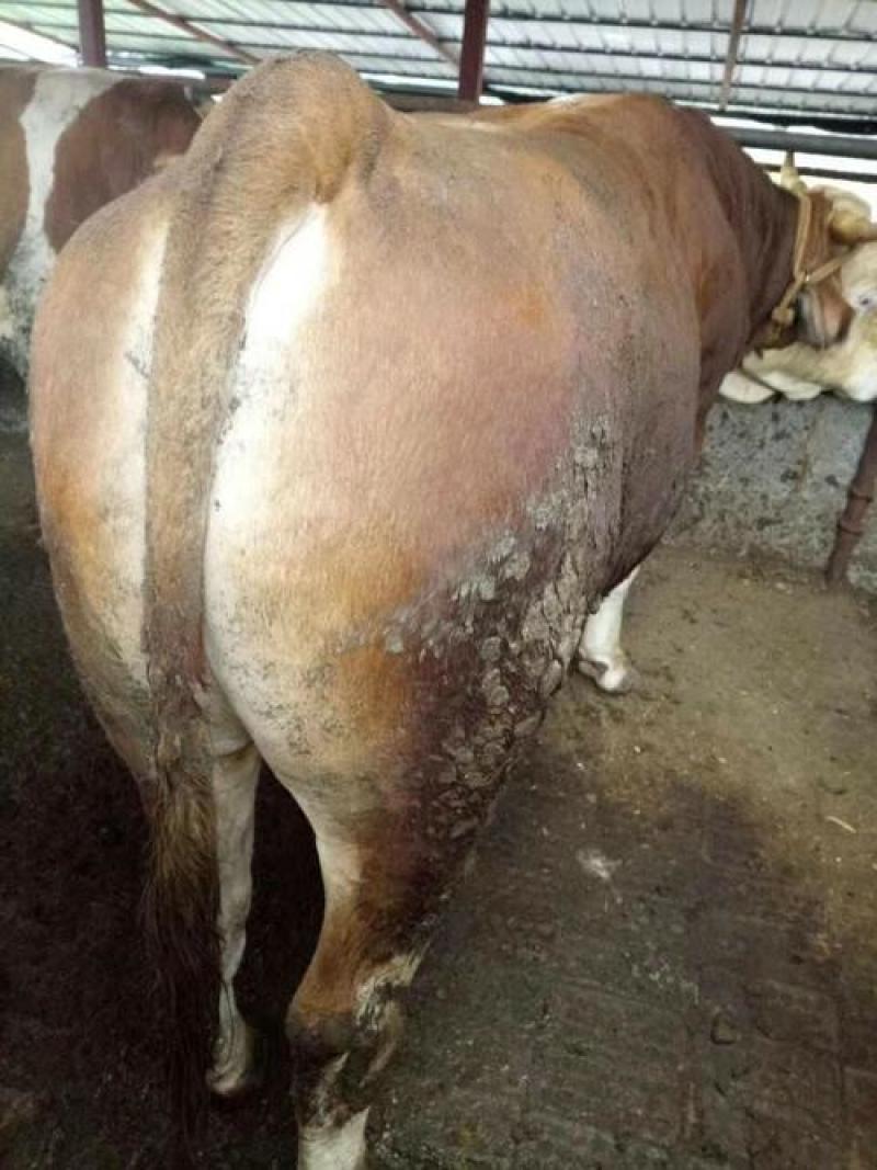 常年出售育肥无油好公母牛、量大从优价格实惠、