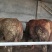 常年出售育肥无油好公母牛、量大从优价格实惠、