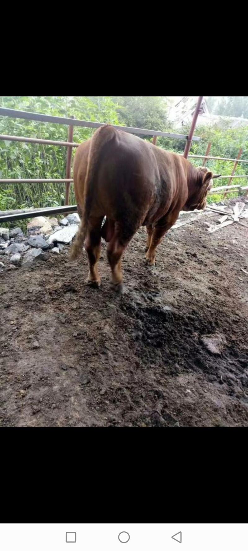 常年出售育肥无油好公母牛、量大从优价格实惠、