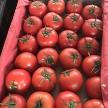 广州江南市场精品西红柿正在热销！