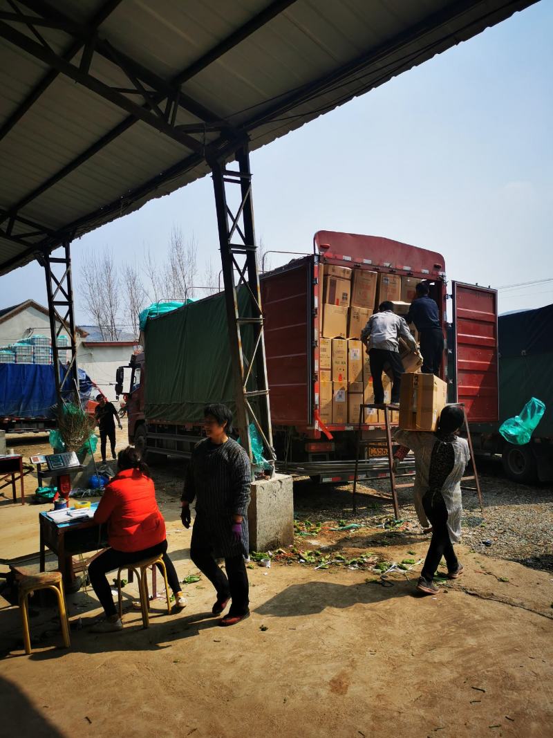 山东精品薄皮鲜辣椒，基地直采直销，货源稳定供货全国市场