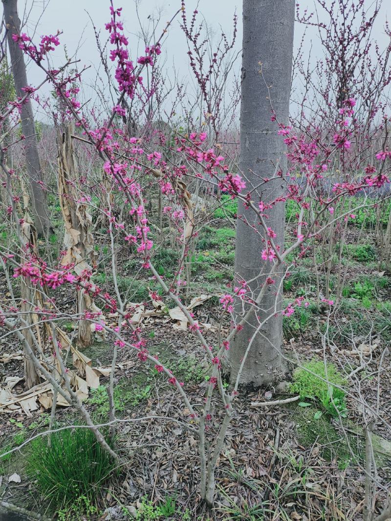 绿化苗木，紫荊，紫荊