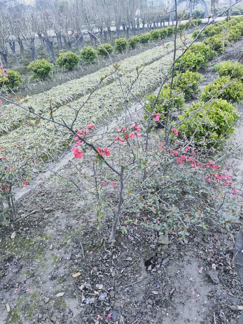 绿化苗木，紫荊，紫荊