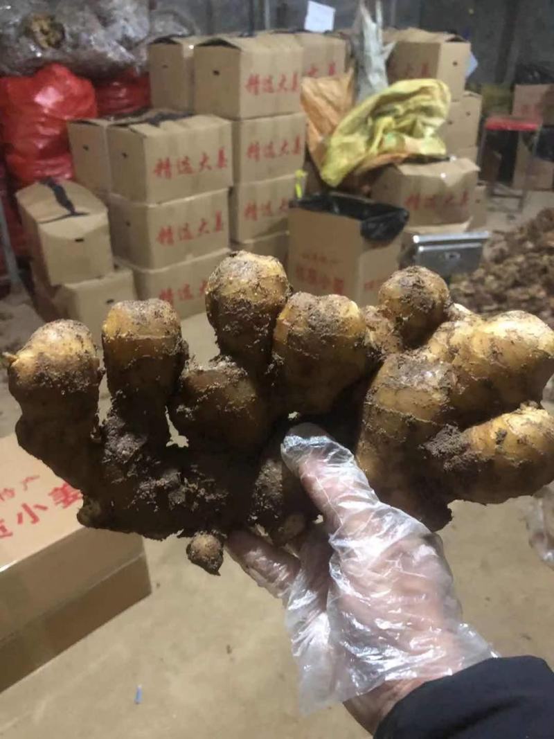 全国发货山东生姜产地直销