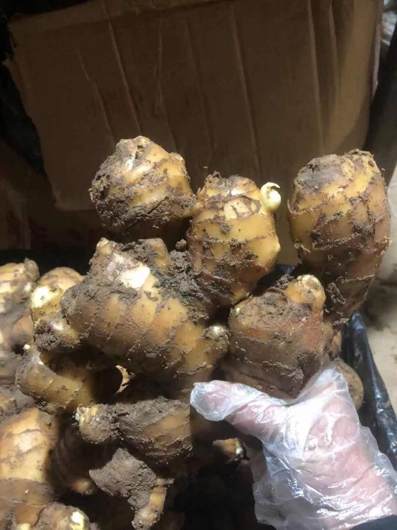 全国发货山东生姜产地直销