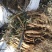 陕北内蒙交界处红葱旱地红葱山地红葱欢迎咨询