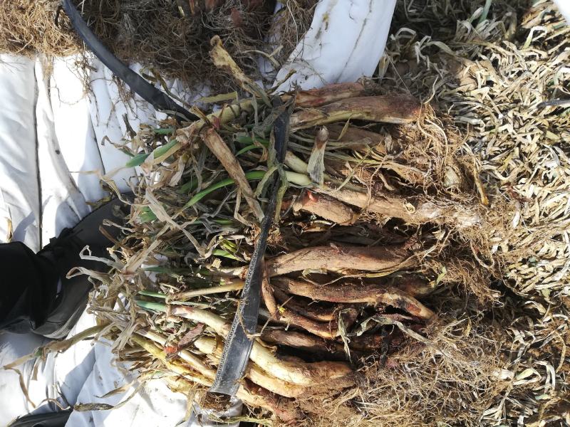 陕北内蒙交界处红葱旱地红葱山地红葱欢迎咨询