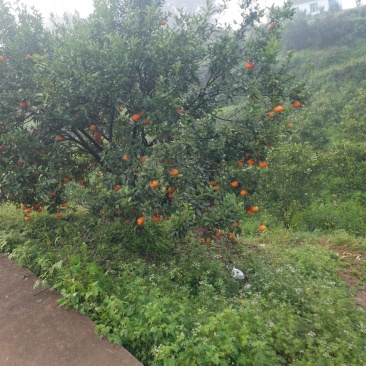 爱媛，不知火，粑粑柑，沃柑