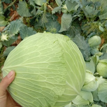 甘蓝包菜产地直销，颜色鲜亮个头均匀，无虫眼
