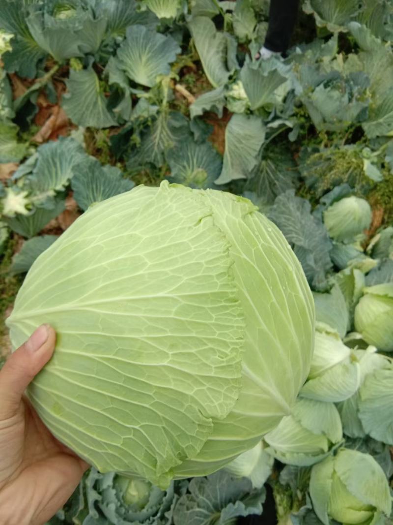 甘蓝包菜产地直销，颜色鲜亮个头均匀，无虫眼
