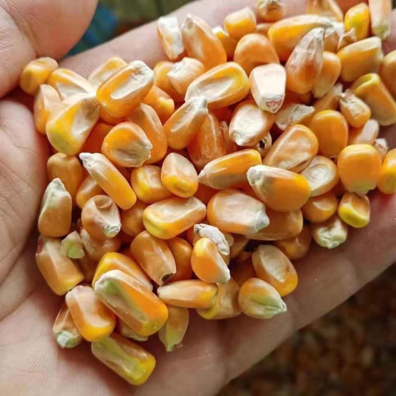 玉米粒净粮颗粒饱满水分十五左右