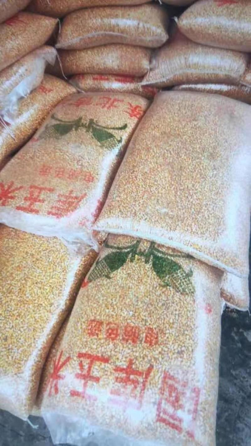 玉米粒净粮颗粒饱满水分十五左右