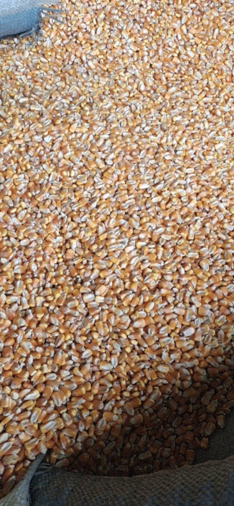 玉米粒净粮颗粒饱满水分十五左右