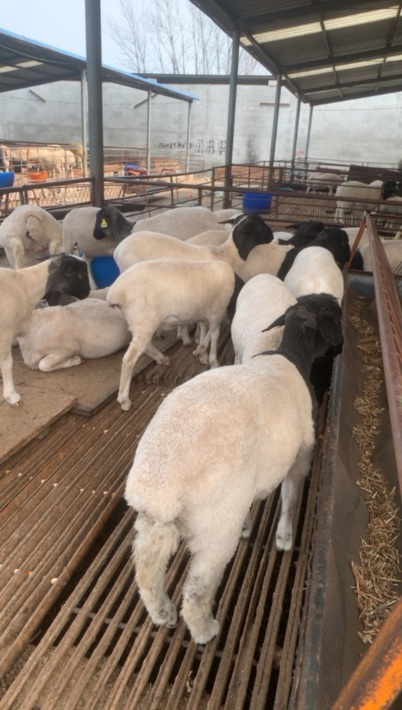 黑头杜波基础母羊怀孕母羊做种公羊